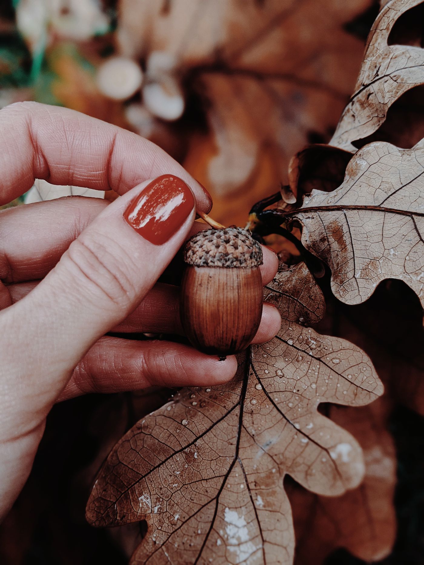 Glossy rust fall nails holding an acorn against oak leaves