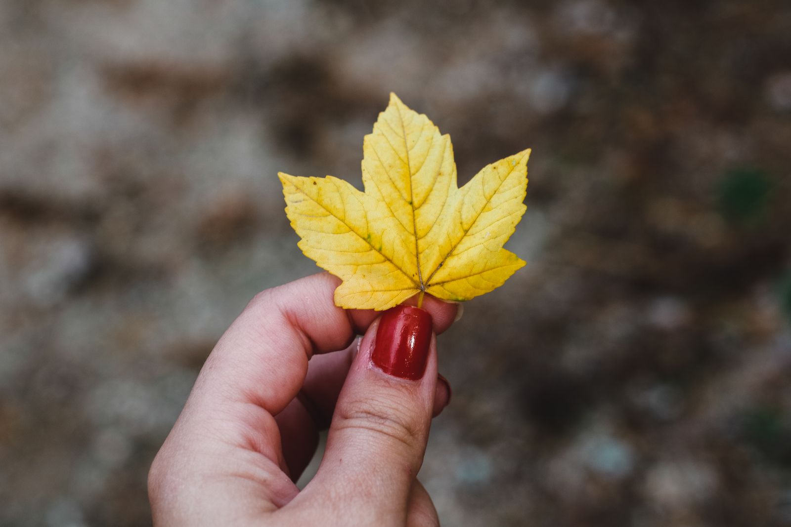 Early September nails 2026 idea: warm red manicure holding a yellow maple leaf
